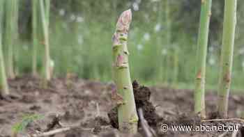 Why this perfectly good asparagus is being left in the field