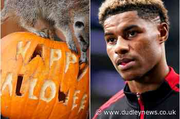 Happy Halloween and Marcus Rashford's birthday – Sunday's sporting social - Dudley News