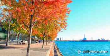 Hello November: Full week of sunshine in the forecast for Toronto | News - Daily Hive