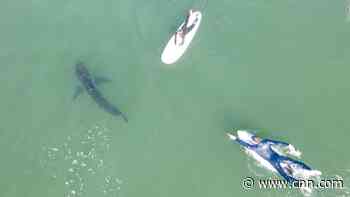 Drone captures close encounter between surfers and great white shark