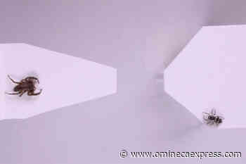 It’s not just you, study finds even some spiders have arachnophobia - Vanderhoof Omineca Express