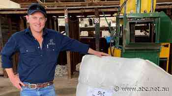 Will runs a sheep station with 8,000 merinos. New QR codes mean he can trace every fleece