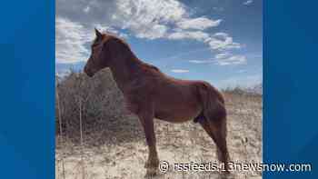 Taco, an Outer Banks horse, dies from drinking contaminated water