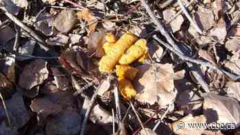 Temiskaming Shores gardener discovers colourful raccoon scat - CBC.ca