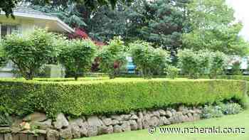 Something for every gardener at Dannevirke's Garden Ramble - New Zealand Herald