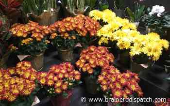 Ask the Master Gardener: Timing is critical for dormant seeding of a lawn - Brainerd Dispatch