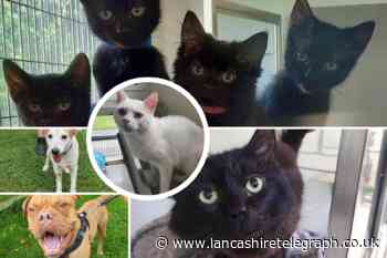 These 8 animals at the RSPCA in Blackpool are looking for their forever home