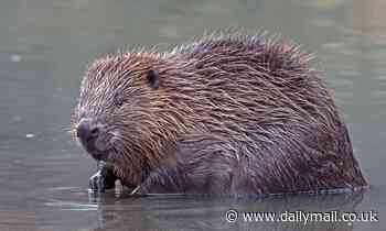 England's only wild beaver colony is threatened by sewage spills, experts say