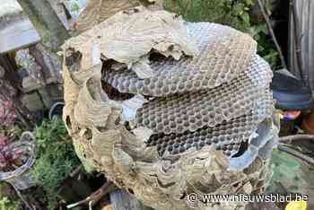 Vespawatch verwijderde twee nesten Aziatische hoornaars