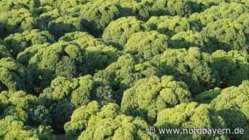 Der Saisonkalender für den November - Nordbayern.de