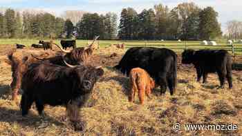 Essen und Trinken: Von der Weide auf den Grill – Gastronom aus Ziltendorf bei Eisenhüttenstadt züchtet sein eigenes Burger-Fleisch - moz.de