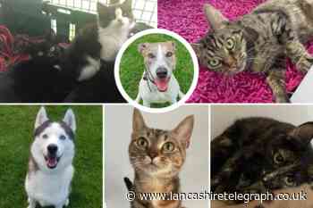 8 animals at the RSPCA in Southport are looking for their forever home