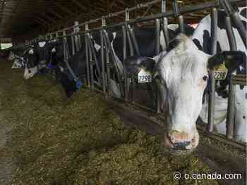 Fraser Valley dairy farm's licence suspended after animal-cruelty allegations - Canada.com