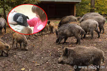 Kein Schwein für die Wildschweine in Moritzburg: Großes Glück für Sattelsau Molly - TAG24