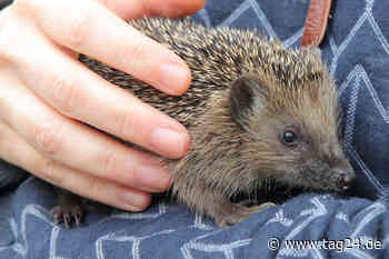 Grausiger Fund in Gorbitz: Wer hat die Igel-Mama und ihre Kinder totgequält? - TAG24