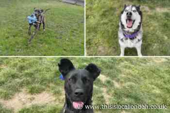 10 dogs at the RSPCA in London looking for their forever homes