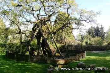 Erler Femeiche soll Nationalerbe-Baum werden | Raesfeld - Ruhr Nachrichten