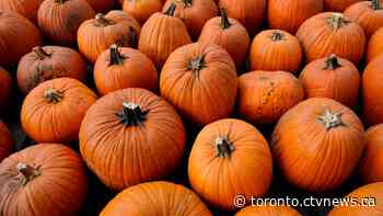 Here's what you can do with your pumpkins after Halloween in Ontario
