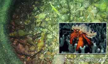 Hermit crabs getting stuck in tires on the sea floor in 'ghost fishing' that results in cannibalism 