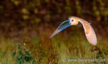 Nature: Barn owls make mental maps of their surroundings while flying, researchers say
