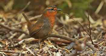 These foodie birds always go for the priciest snack on the menu     - CNET