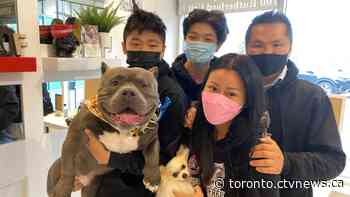 Puppy held by Vaughan Animal Services for weeks because it may be part pit bull released to owner