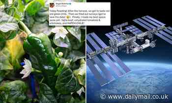 NASA has successfully grown and harvested green peppers on the ISS and made TACOS with them