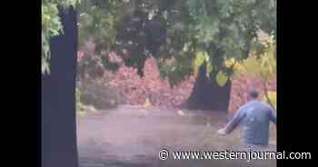 Man Rescues Feral Kitten Being Swept Away by Flood After Record-Breaking Rain Hits Sacramento