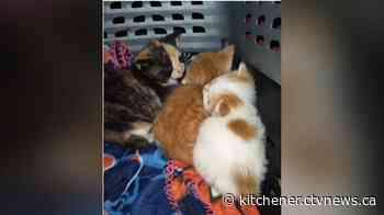 Kittens found abandoned in metal scrap bin by Hagersville business: OPP - CTV News Kitchener