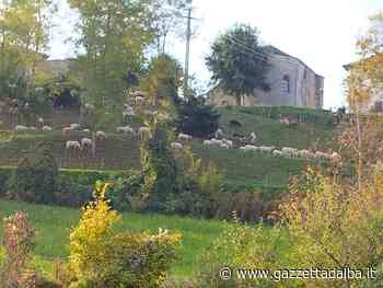 Pecore per tagliare l’erba nelle aree verdi pubbliche di Niella Belbo - http://gazzettadalba.it/