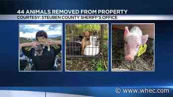 44 animals seized from Steuben County property over conditions, owner charged
