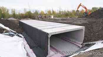 Judge temporarily halts road project near Montreal due to endangered frog - Lethbridge News Now