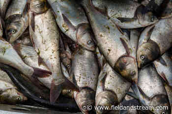 Up to 15 Million Carp Removed in Kentucky Since 2018 - Field & Stream