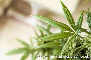 Man grew his own cannabis to 'save money'
