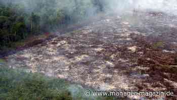 Weltklimakonferenz in Glasgow: Rund 100 Staaten wollen Entwaldung stoppen
