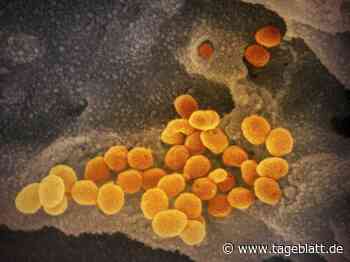 Corona-Inzidenz im Kreis Stade sinkt unter Wert von 60 - Landkreis Stade - Tageblatt-online