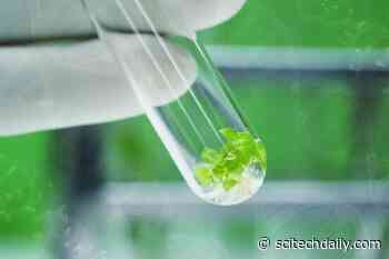 “Genetic Goldmine” Uncovered for Plant Survival in One of the Harshest Environments on Earth