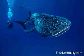 Ancestors of Whale Sharks in Panama May Come From Distant Waters Around the World