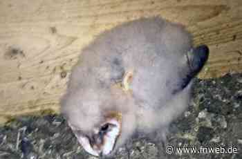 Eulennachwuchs nicht nur in Rüdental - Fränkische Nachrichten