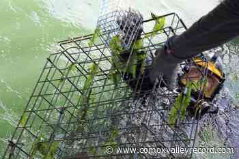 Woman, 81, drowns while crabbing near Sooke – Comox Valley Record - Comox Valley Record