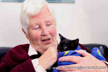 VIDEO: Abandoned kittens recovering thanks to love from BC seniors – Comox Valley Record - Comox Valley Record