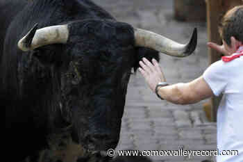 Man dies in Spain after being gored during a bull run - Comox Valley Record