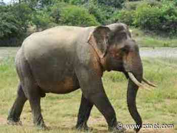 EDB unleashes BigAnimal in the cloud