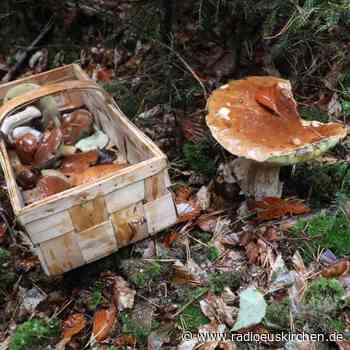 Experten warnen vor blindem Vertrauen auf Pilz-Apps - radioeuskirchen.de