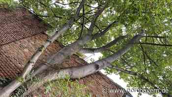 Erlanger streiten um alten Baum - Nordbayern.de