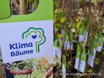 Klimabäume für Mülheim