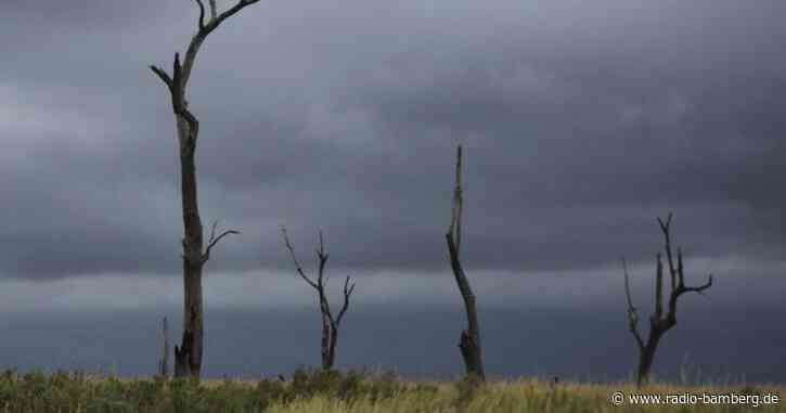 UN-Klimakonferenz: 100 Staaten wollen Waldzerstörung stoppen