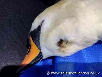 Southmere Lake Thamesmead: Swans shot with ball bearings