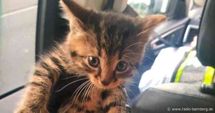 Babykatze reiste unter Motorhaube mit