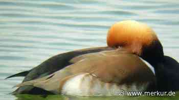 Einer reicht, um hunderte Vögel zu stören - Merkur.de
